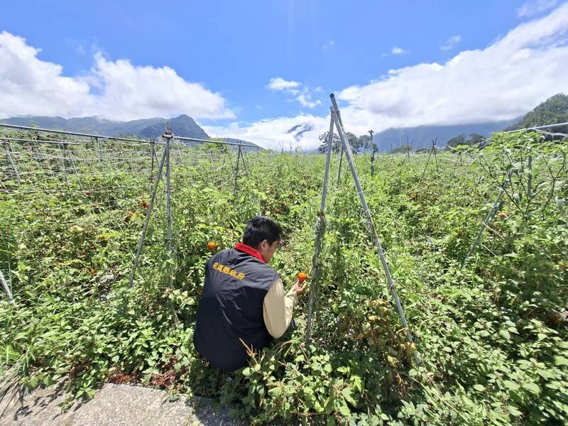 花蓮秀林豪雨農損救助 番茄苦瓜每公頃14萬