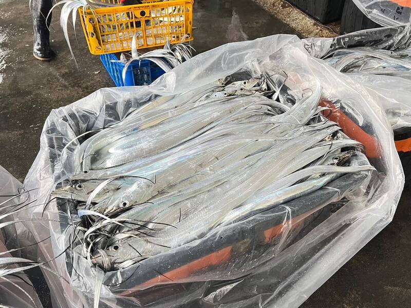 東北角白帶魚銀白盛產 漁民傳授香煎美味秘訣