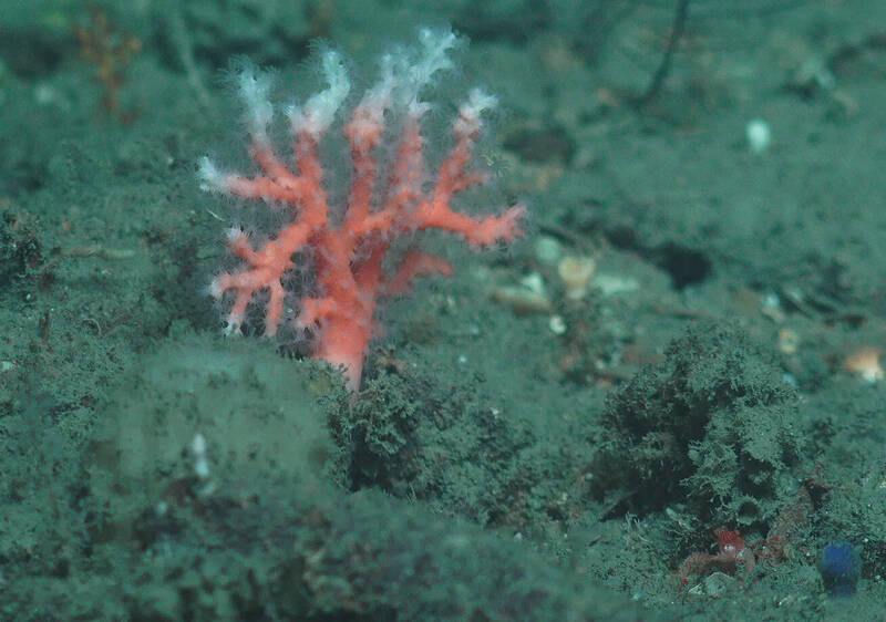 助攻台灣深海海域監測 國研院海洋中心開發深海高流量eDNA採樣模組