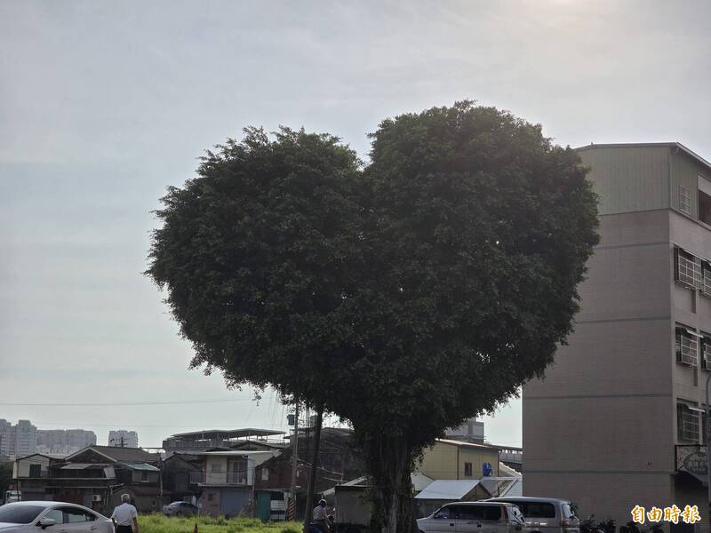 台南路樹「香菇頭變愛心」 網友瘋喊小英快來看