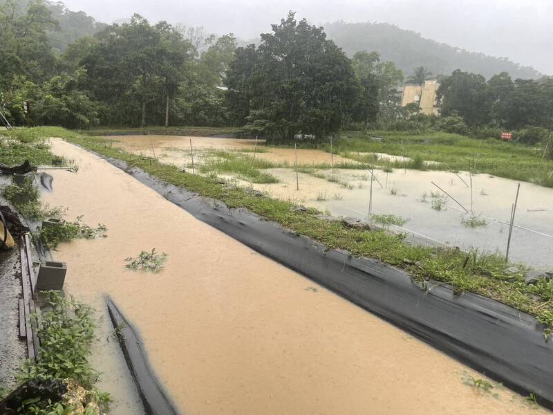 「雨來菇」遇豪雨爆裂!陷「非蔬果」救助死角 立委徐富癸促中央正視