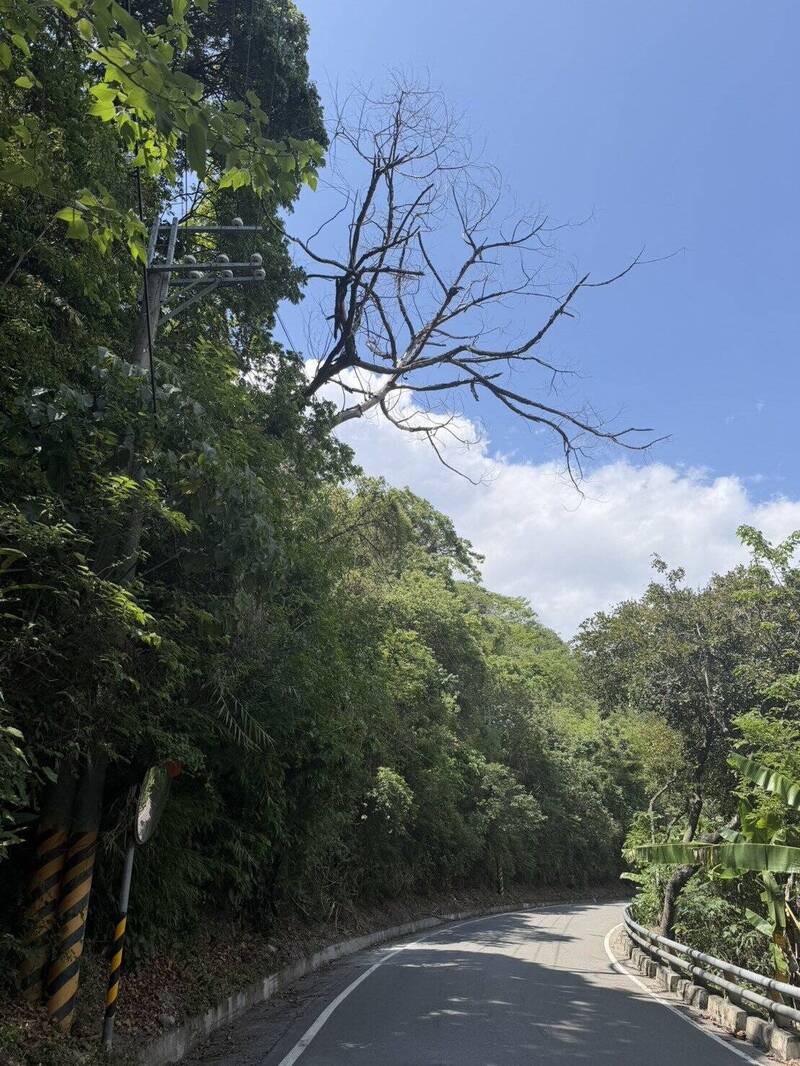 南橫台20線89K明枯木移除 桃源一橋路段上午雙向交管