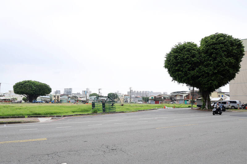 台南「愛心樹」與「香菇頭樹」相伴。(台南市府提供) 台南「愛心樹」與「香菇頭樹」相伴。(台南市府提供)