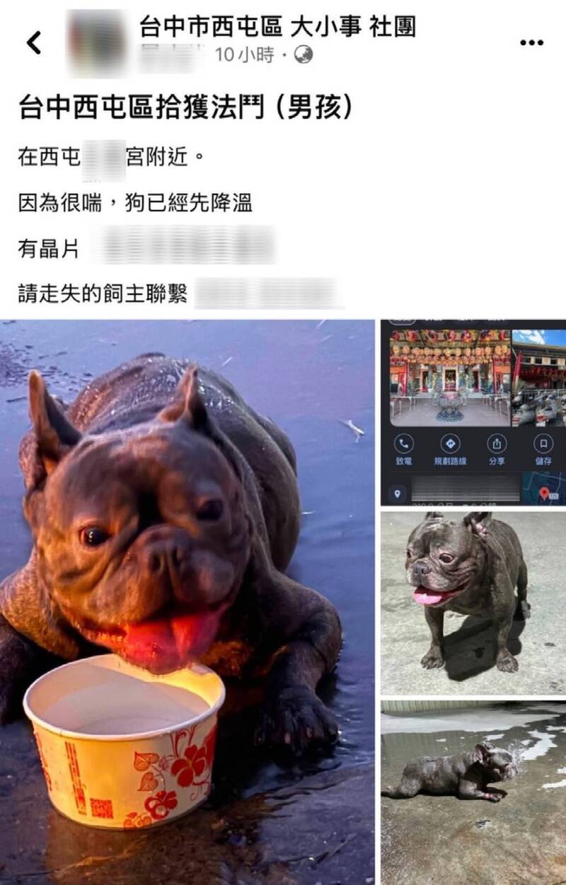 想當浪浪沒那麼簡單!台中調皮法鬥翹家 竟熱到躺平被澆水降溫