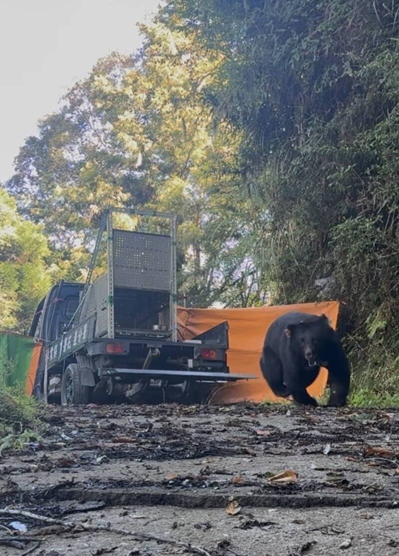 曾2次入侵雞舍吃雞!台灣黑熊今野放回歸山林