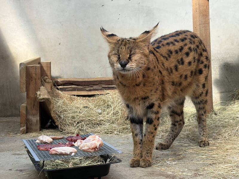 頑皮世界動物園為動物特製「月餅」 中秋連假戰車及花車遊行