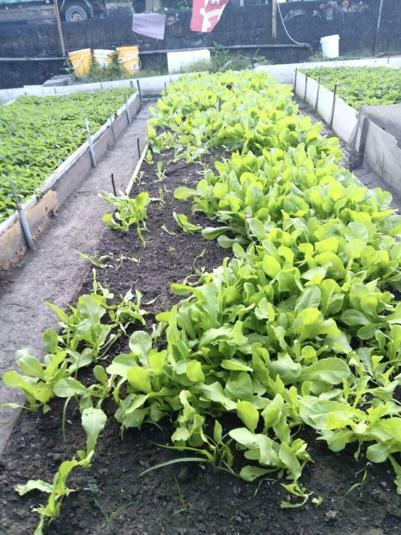 母湯喔!菜價飆漲偷摘菜 台中里長示警「剛噴灑農藥啦」