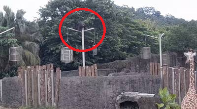 台北動物園黑猩猩脫逃亂入 長頸鹿嚇爆奔逃畫面曝