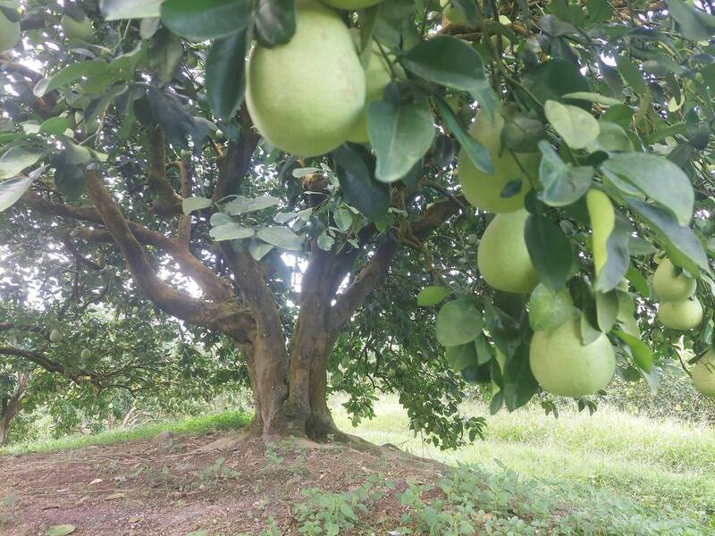 獨家》花蓮果農霸氣喊「文旦拒銷中國」!宣布完售「台灣人買光光」