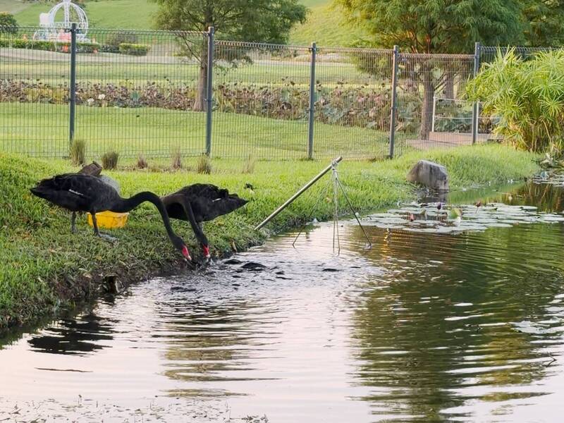 另類餵食秀!后里公園黑天鵝叼飼料「餵魚」 錦鯉群聚爭搶