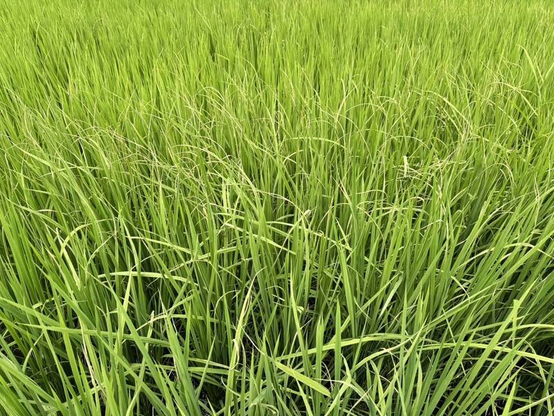 台東鹿野鄉水稻白葉枯病現蹤 農改場籲農友加強防治