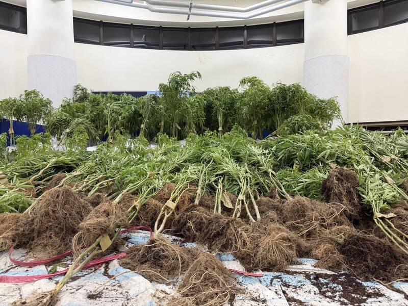 新北石門山區藏大麻園 曾姓父子與外籍移工被起訴