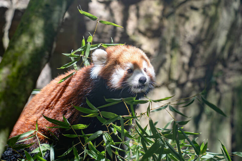 歡慶國際小貓熊日!北市動物園籲重視保育 限量周邊超吸睛