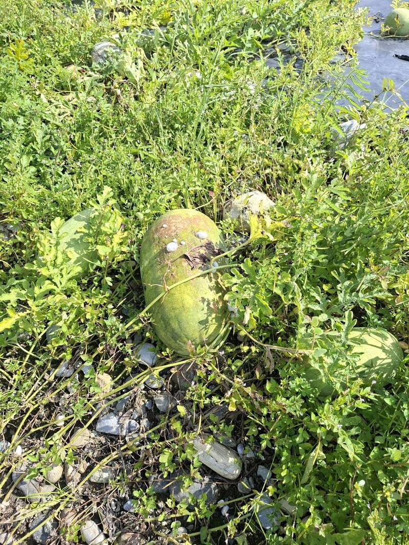 鳳林壽豐西瓜豪雨災損救助 每公頃補助6.4萬