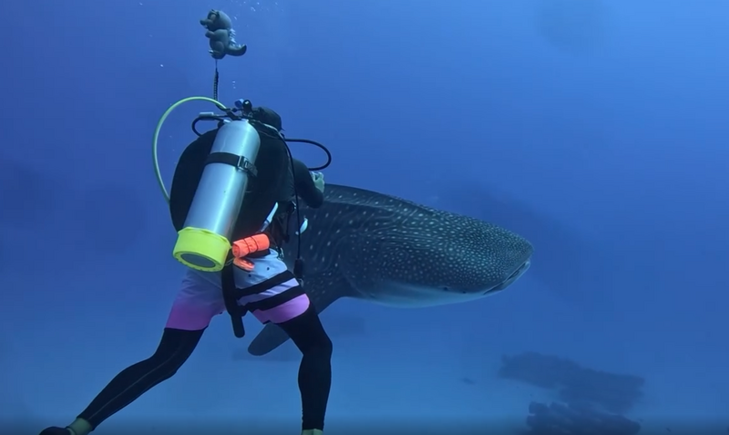 超罕見!在小琉球潛水驚見瀕危「巨物」 主動湊近人類超呆萌!