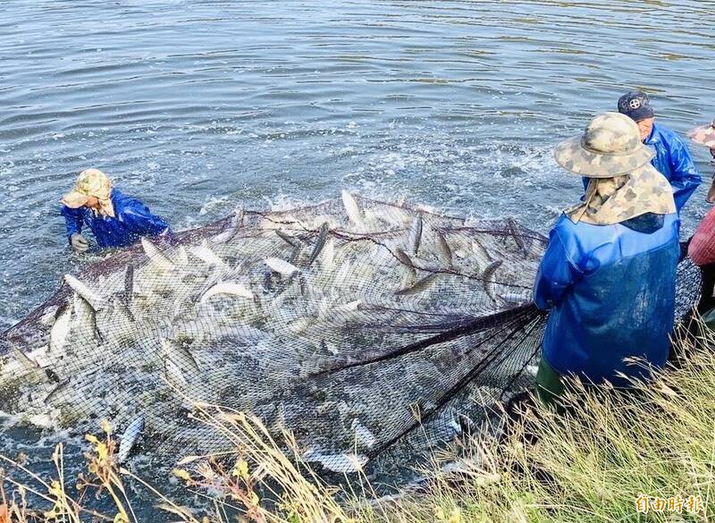 虱目魚池邊價回落 專家籲分散上市穩定魚價