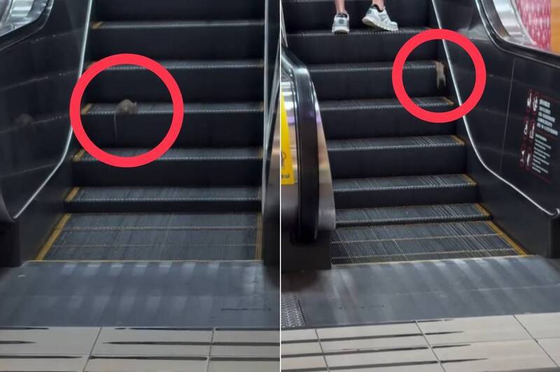 偵防師在哪?台北地下街出沒「熟練搭電扶梯老鼠」嚇壞全網