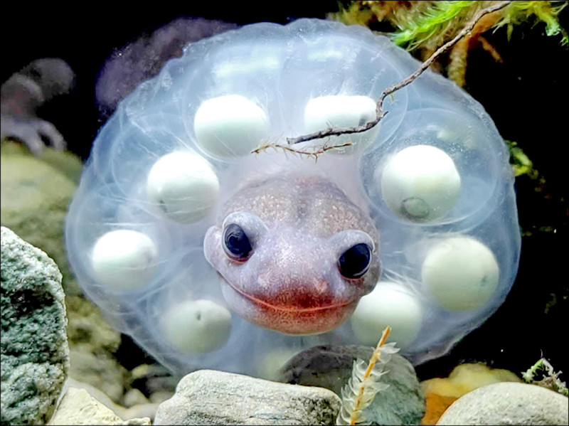 揭山椒魚超萌護卵行為 玉管處獲文獻優等獎