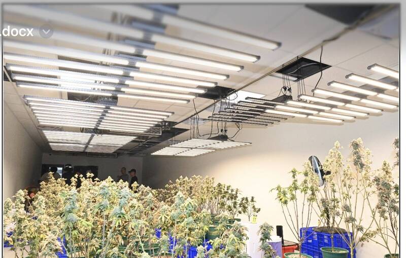 承租人口稠密區透天厝種大麻 桃園檢警查獲市值逾2000萬大麻毒品