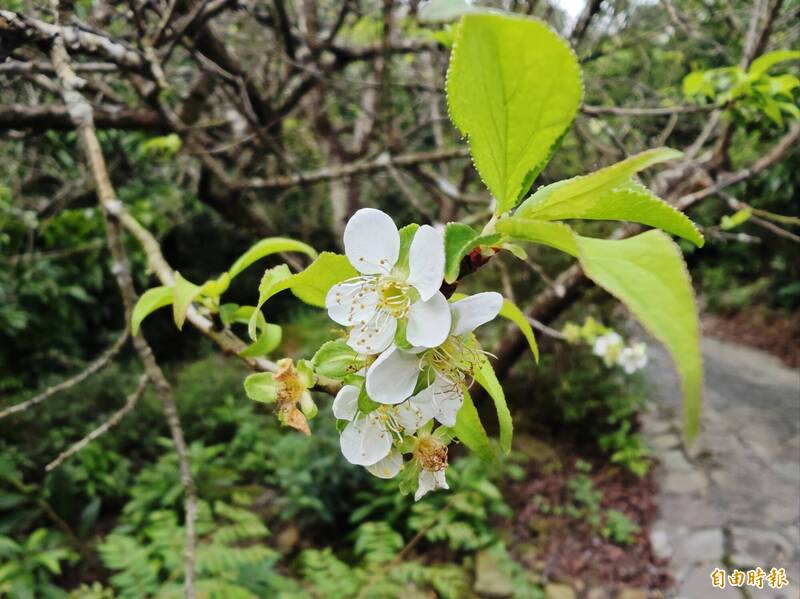秋高氣爽遊梅嶺 賞早開梅花
