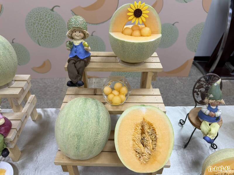 費時逾10年!新品種洋香瓜「台中3號」 耐熱早熟耐儲運品質穩定