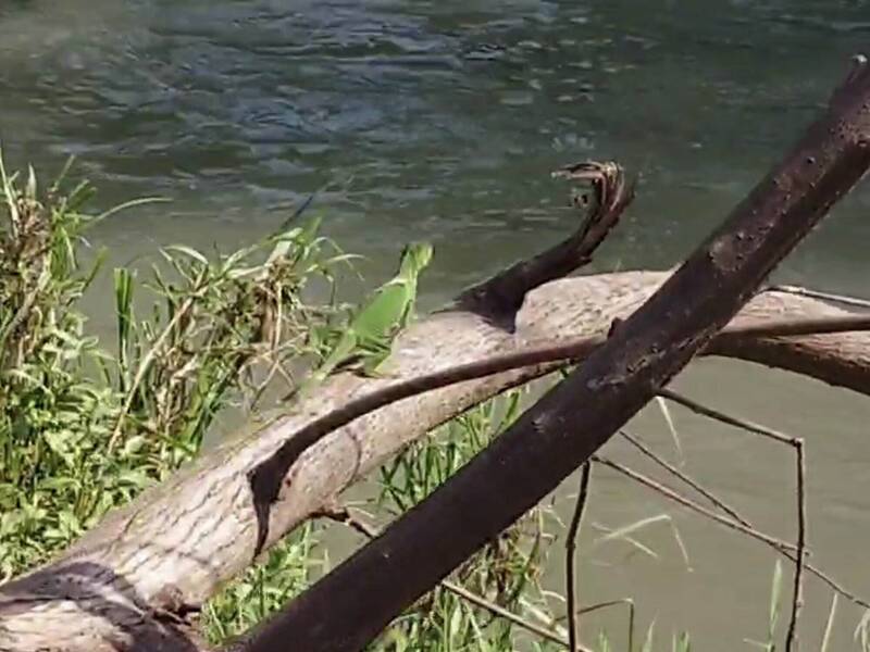 單次產20~80顆蛋！ 彰化貓羅溪「青綠色小怪獸」爆炸性擴散 - 生活 - 自由時報電子報