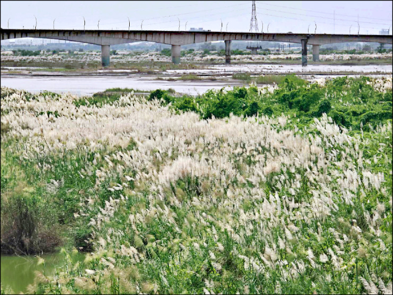 高屏溪甜根子草花海 驚豔