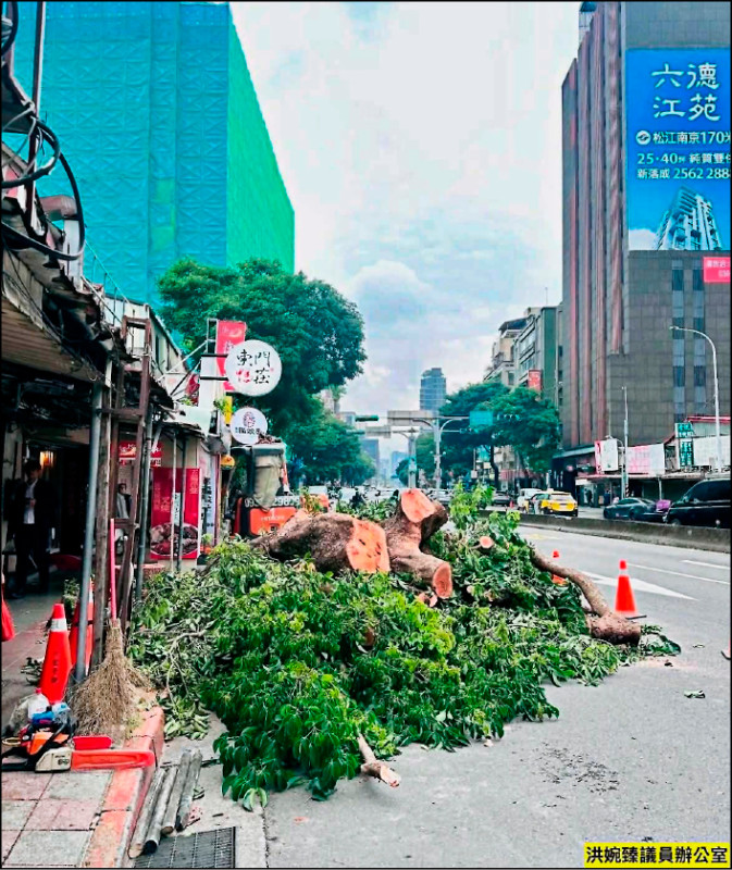 《台北》東門市場茄苳樹「移植」變「砍除」 市府稱疏失