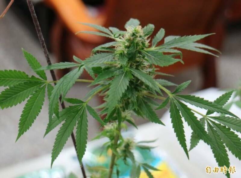 現役軍人指使幼兒園同學種大麻 裝傻瞎扯「以為是鼠尾草」