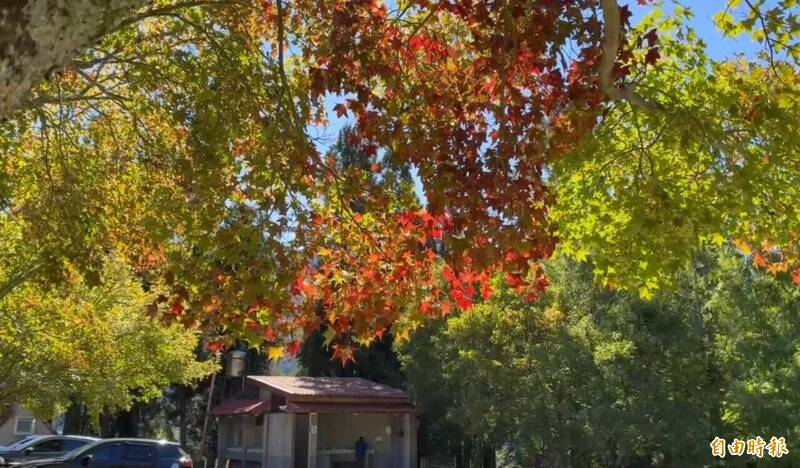 楓葉紅了!秋天提早報到 武陵農場紅葉飄飄