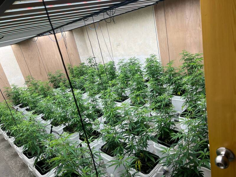 嘉市透天厝藏大麻栽種場 檢警查獲67株植株起訴2人