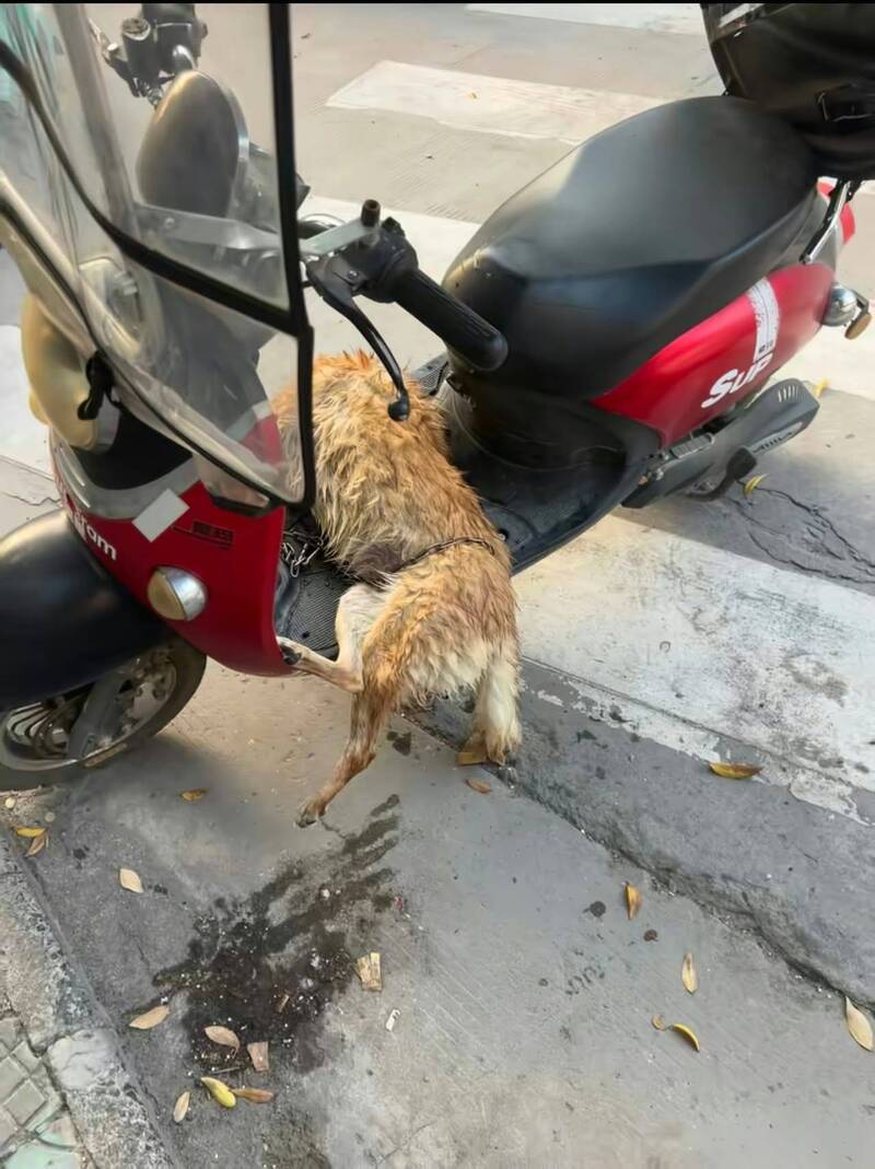 當主人將彪哥放上車時,牠的氣息已經十分微弱。(取自微博)
