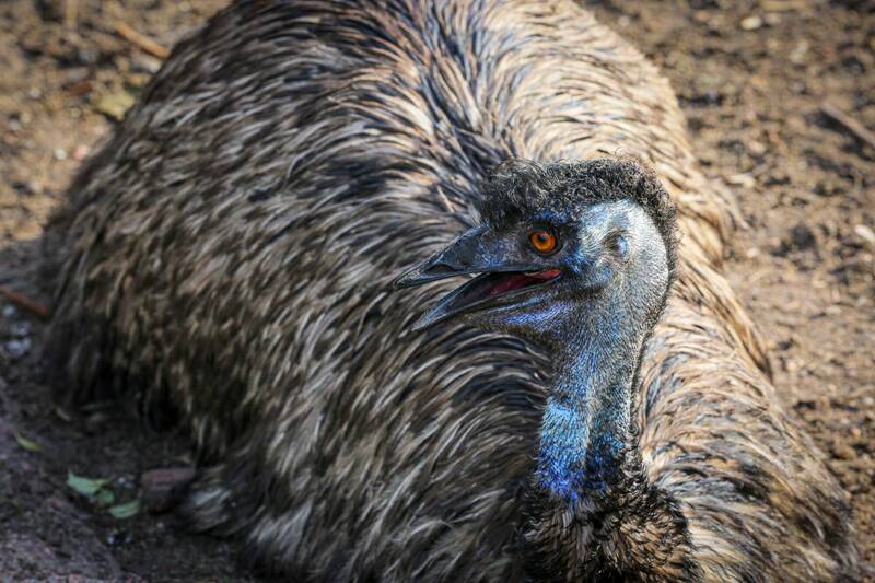 誤會了!日本滋賀路口驚見鴕鳥遊蕩 飼主出面才知是「鴯鶓」