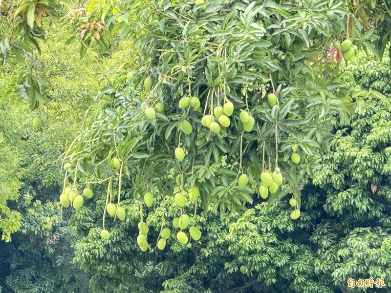 高雄打造公園循環新滋味!「果嶺芒果乾」成特色伴手禮
