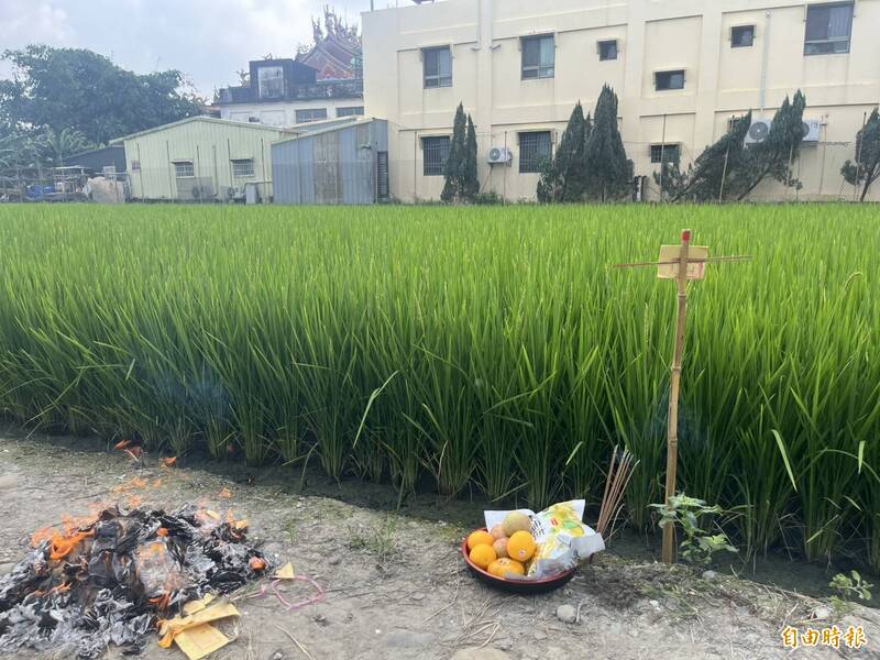中秋節田間出現「拐杖」!中部獨特習俗揭秘