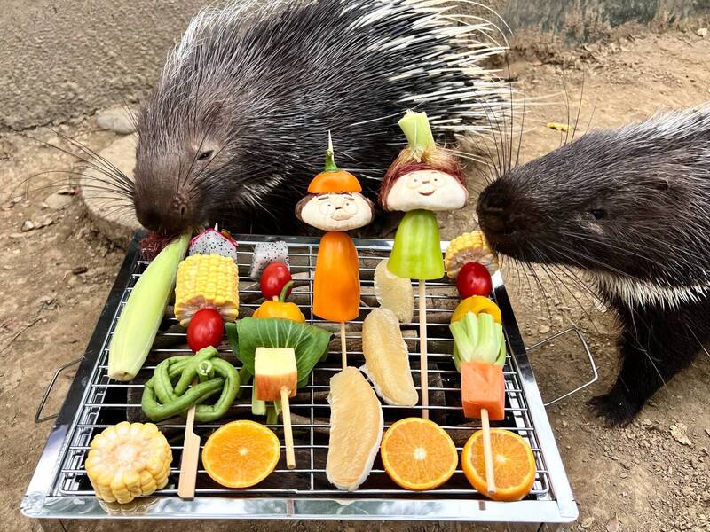 豪豬啃烤肉、黑熊咬綠豆椪 壽山動物園邀動物們「吃」中秋