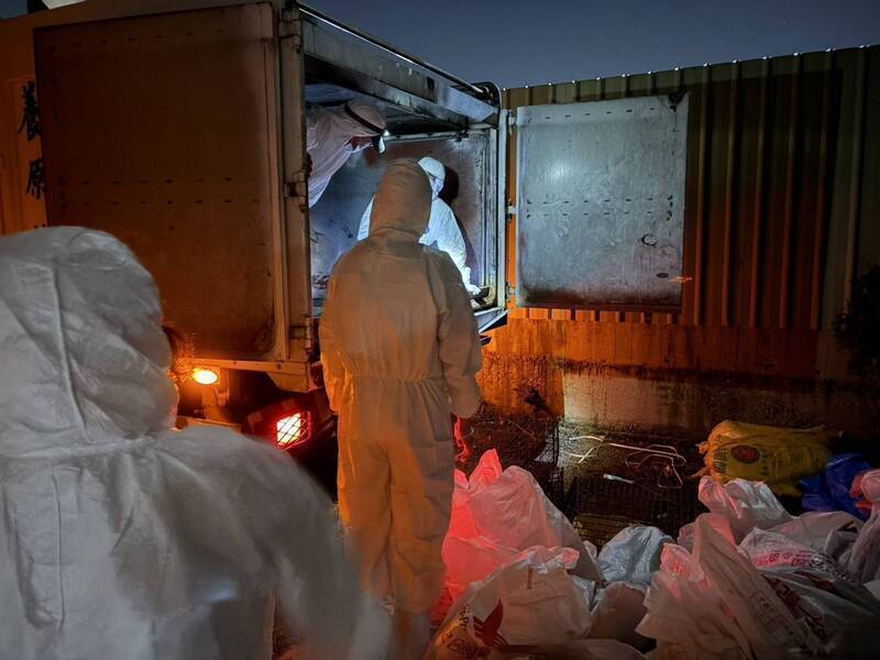 預判冬季H5N1風險高 防檢署啟動「禽流感秋冬強化防疫措施」