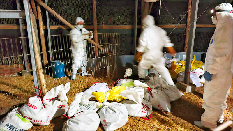 冬季H5N1禽流感風險高 防疫啟動