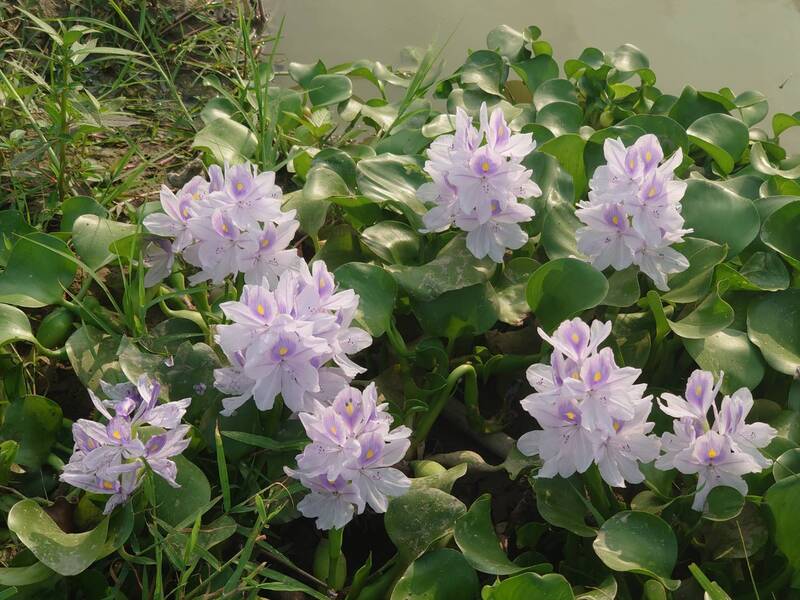 不在水裡也能開花!彰化貓羅溪布袋蓮爆發「陸上開花」奇景