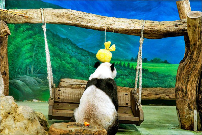 台北動物園大貓熊 戶外活動暖身