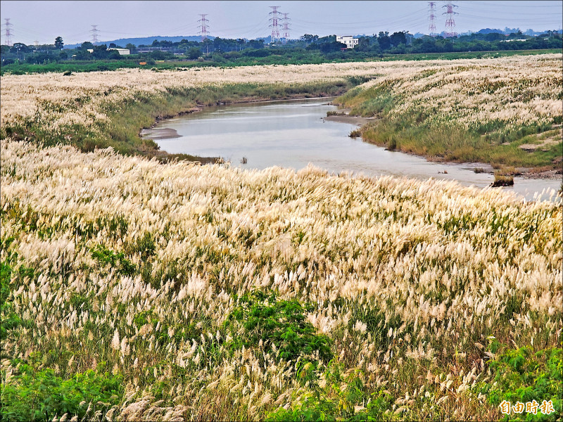曾文溪9月雪 大內甜根子草盛開