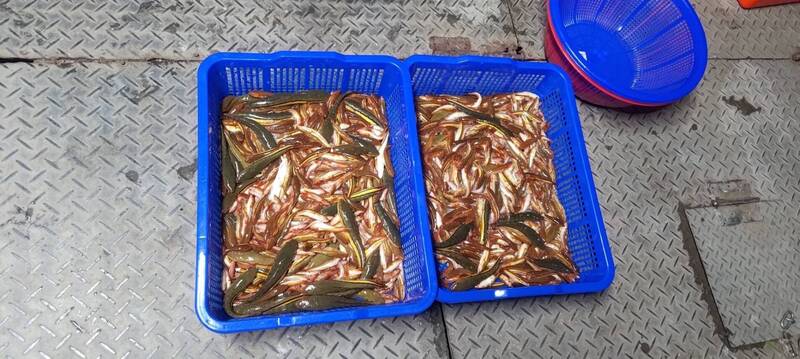 日月潭魚虎球封關後續撈 今年衝破4萬尾
