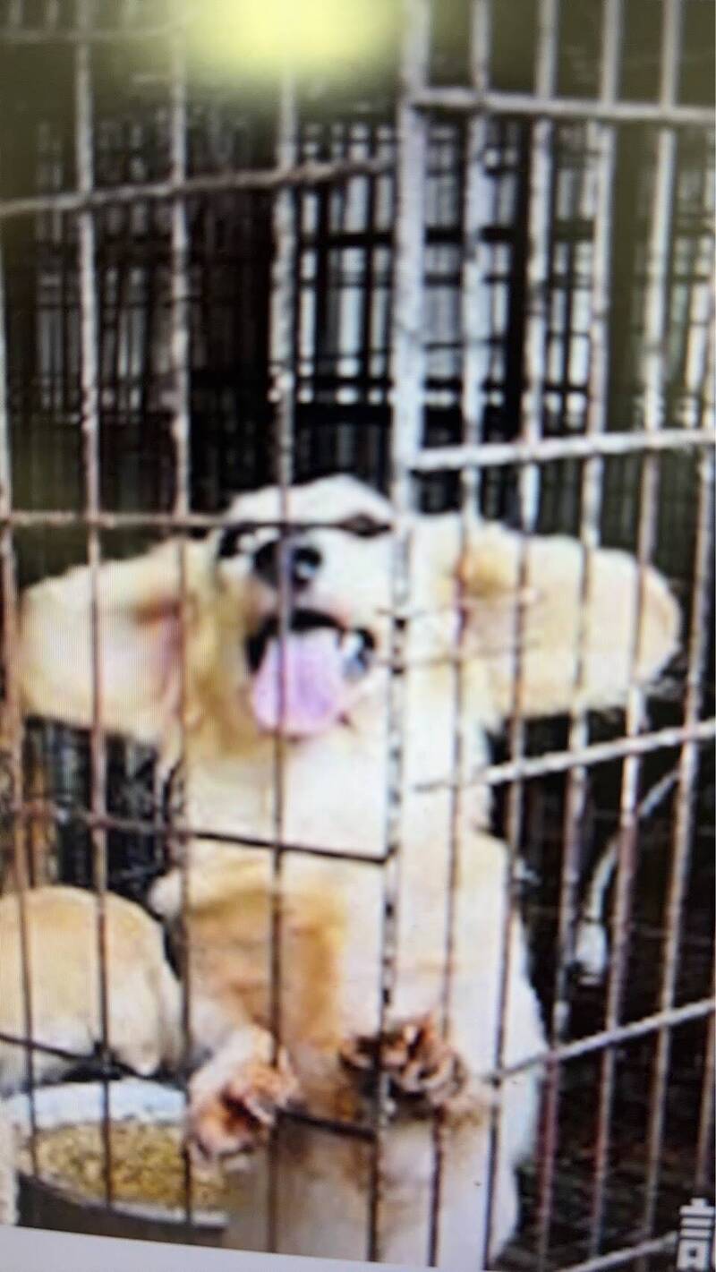 宛若「毛孩煉獄」 女租客過年棄病犬獨鎖公寓活活餓死