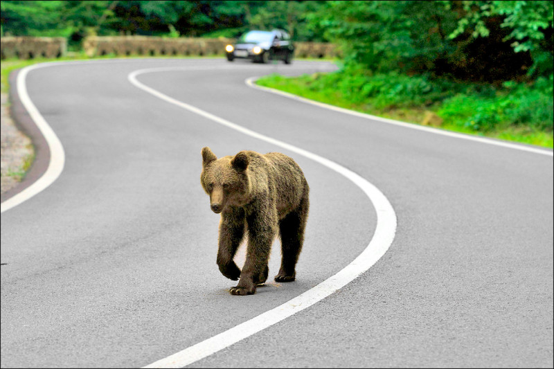 中英對照讀新聞》Romania struggles with growing brown bear threat 羅馬尼亞應對日益擴大的棕熊威脅