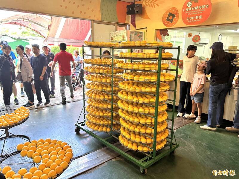 金黃柿子超療癒！番路柿季茶鄉登場 民眾一口氣掃10盒