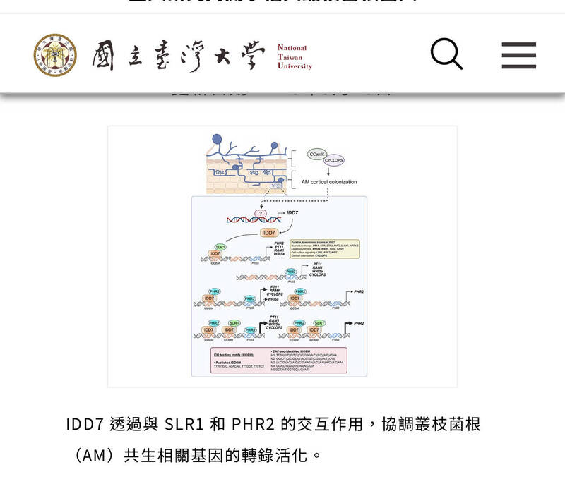 水稻也有真菌好朋友！台大找到共生關鍵「開關」