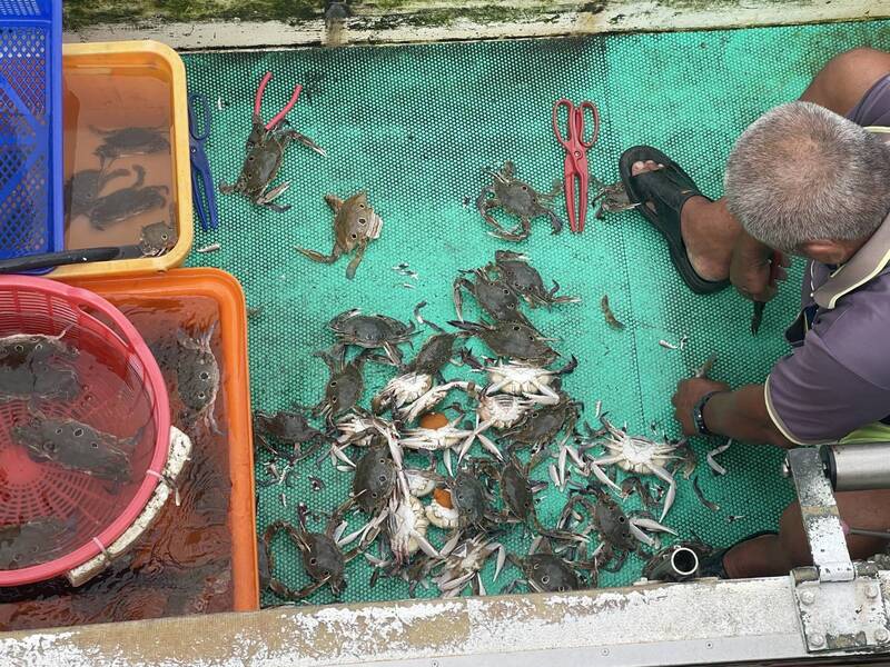 無視抱卵母蟹禁捕令 澎湖鎖港違規漁船面臨重罰