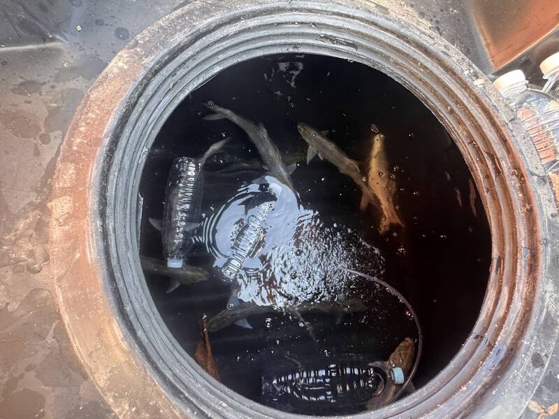 水試所提高野生午仔魚運輸活存率 建種原庫避窄化