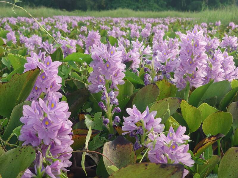 「河上薰衣草」!彰化絕美祕境「紫爆」 鋪滿大片浪漫花毯