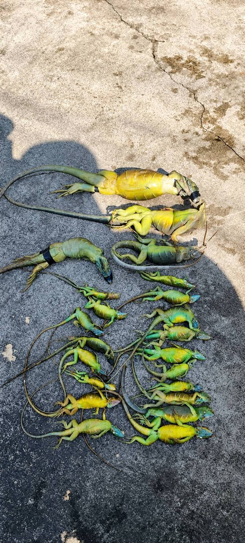 「獵龍」專案獎金非現金!獵人出勤成本5000 民代大喊吃不消